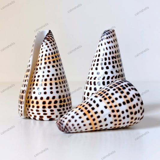 Seashells Natural Lettered Cone Conch Shells 6-8 cm Real Craft DIY Beach Decor