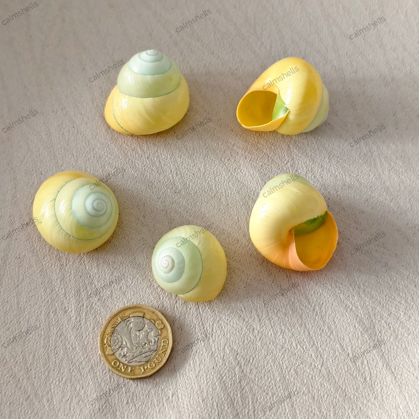Yellow Asperitas 2-3 cm Natural Land Snail Shells for Home Decor Craft DIY