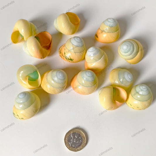 Yellow Asperitas 2-3 cm Natural Land Snail Shells for Home Decor Craft DIY