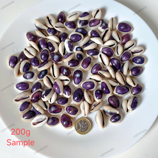 Purple Cowrie Shells with White Rim Natural Sea Shells for Crafts Jewelry Decor