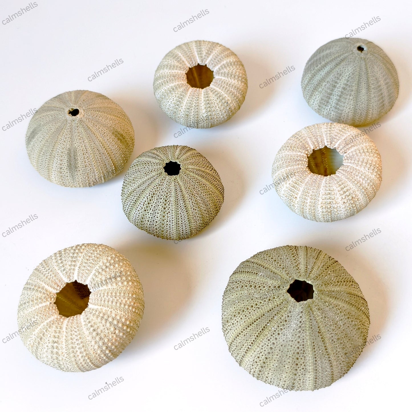 Natural Green Sea Urchin Shells 4-6 cm Beach Coastal Home Decor Crafts Wedding