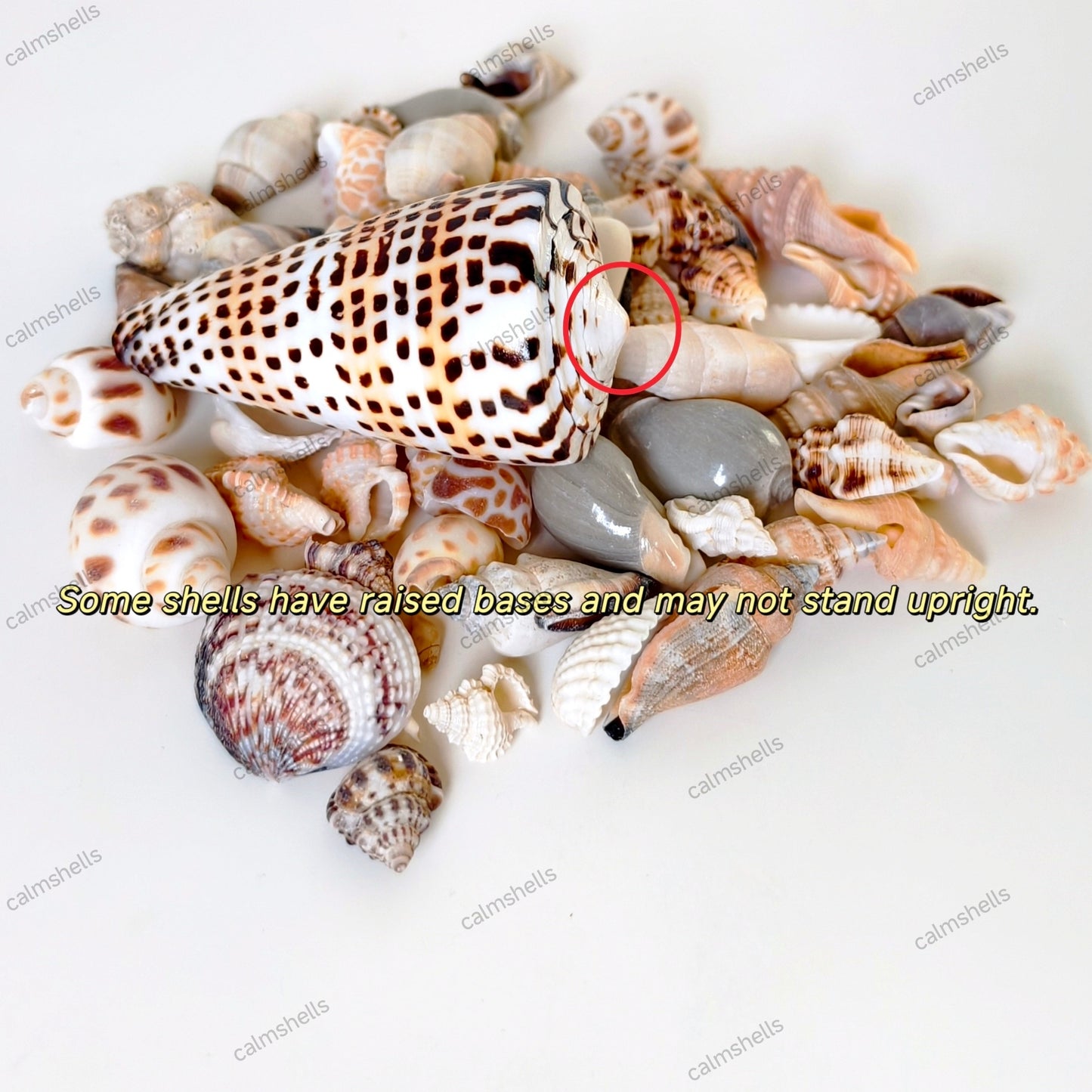 Seashells Natural Lettered Cone Conch Shells 6-8 cm Real Craft DIY Beach Decor