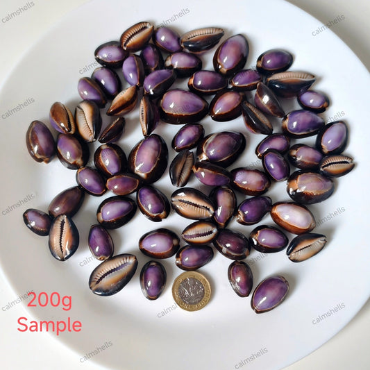 200g Purple Cowrie Shells with Brown Rim