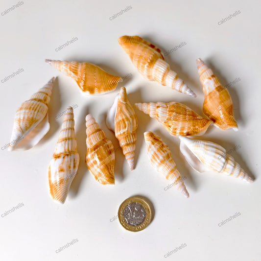 200g Doxander vittatus Shells