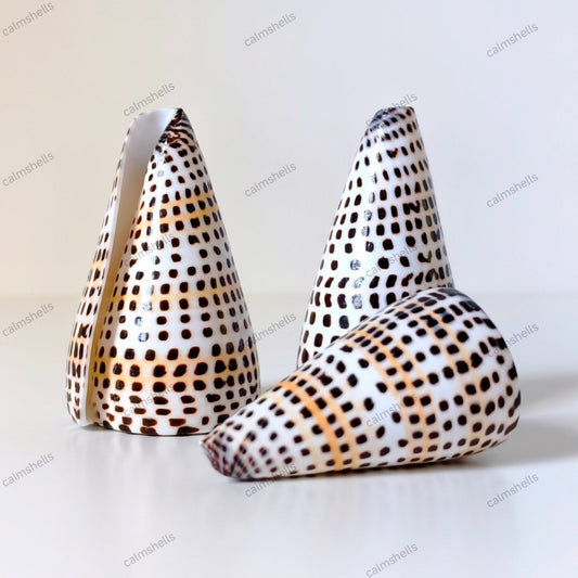 Lettered Cone Shells