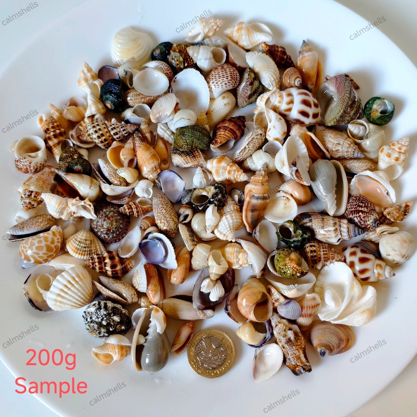 Mixed Seashells Natural Conch Shells 0.5-3cm for Crafts Aquarium Decoration