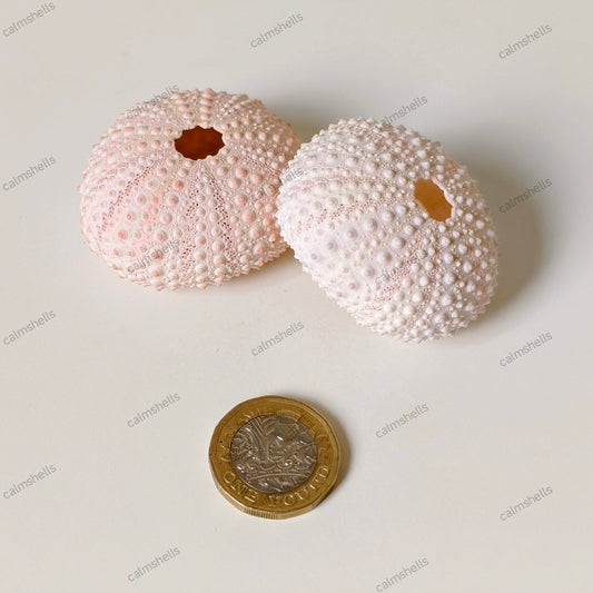 Natural Light Pink Sea Urchin Shells 4-5 cm Beach Coastal Home Decor Crafts