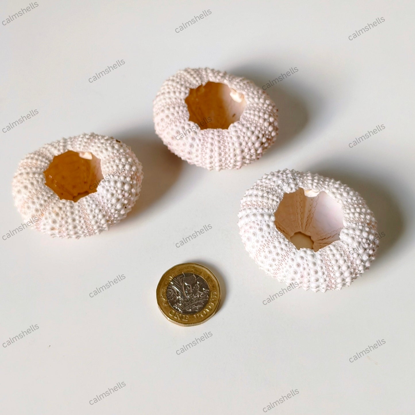 Natural Light Pink Sea Urchin Shells 4-5 cm Beach Coastal Home Decor Crafts