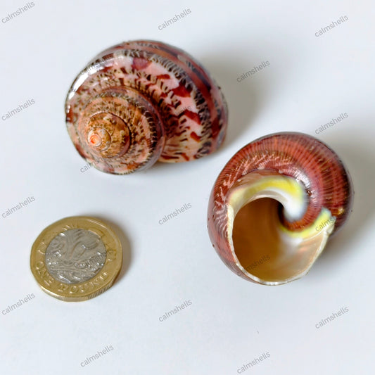 Polished Brown Seashells Tapestry Turban Snail Shells 4-6 cm Turbo petholatus