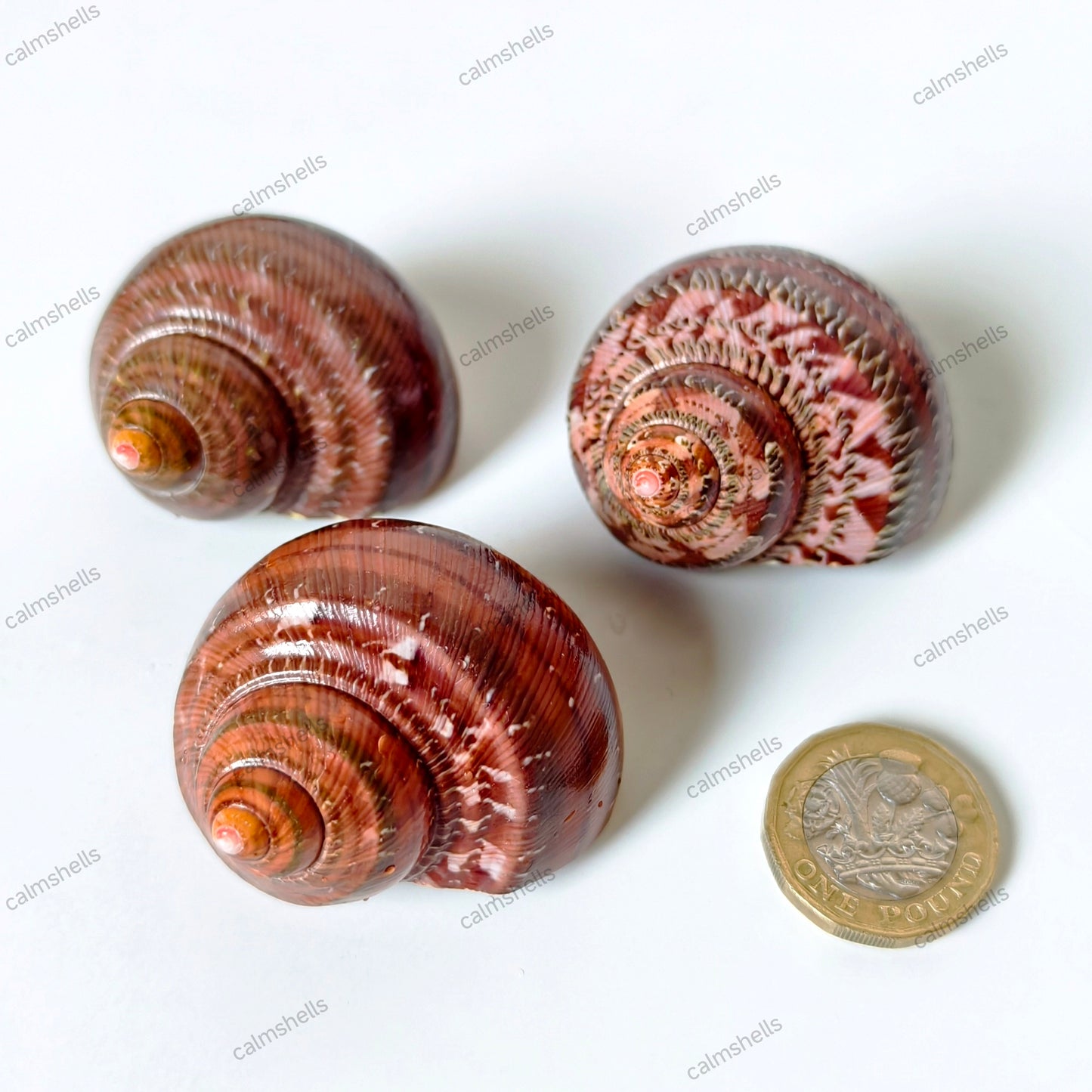 Polished Brown Seashells Tapestry Turban Snail Shells 4-6 cm Turbo petholatus