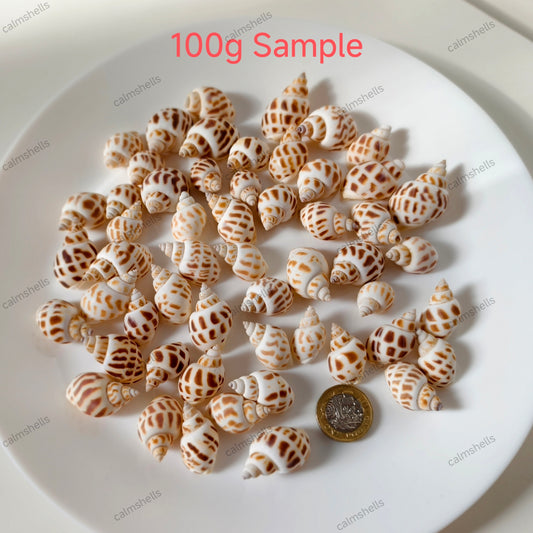 Seashells Spotted Babylon Conch Snail Shells Natural Ocean Decor Craft Supplies