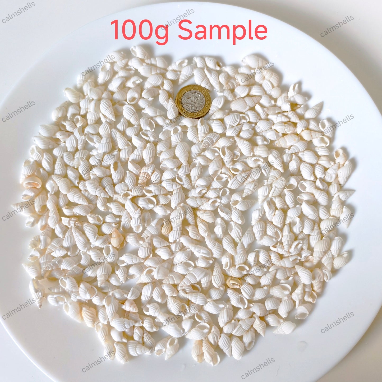 White Mini Conch Shells Tiny Sea Shells for DIY Crafts Home Aquarium Jewelry