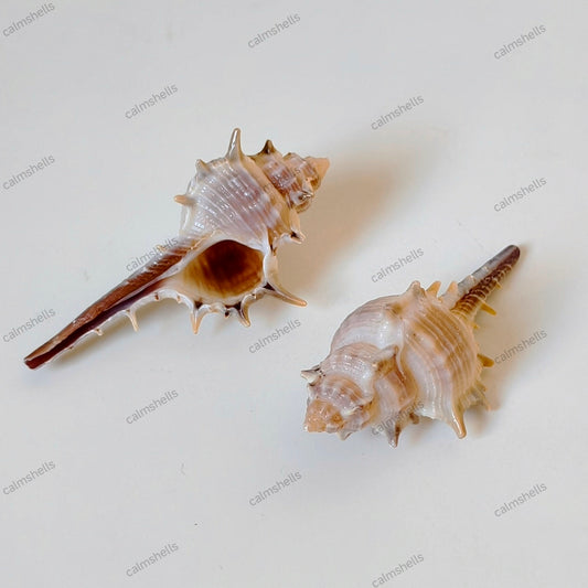 200g rare-spined murex (Murex trapa)