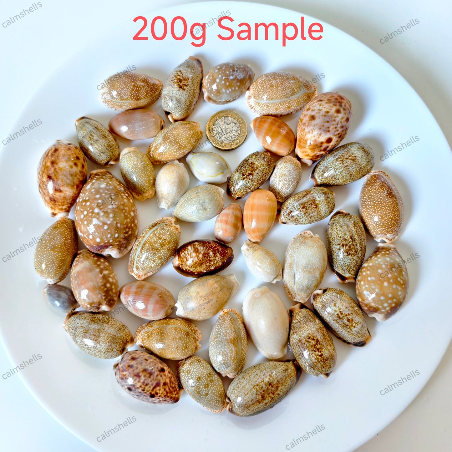 Mixed Cowrie Shells Natural Sea Shells Beach Decor Crafts Aquarium Decoration