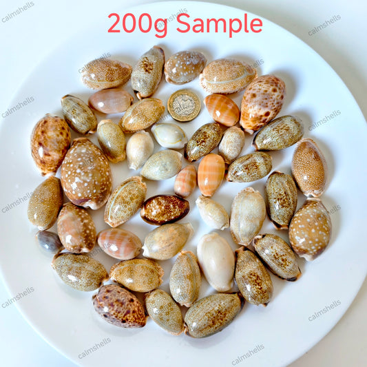Mixed Cowrie Shells Natural Sea Shells Beach Decor Crafts Aquarium Decoration