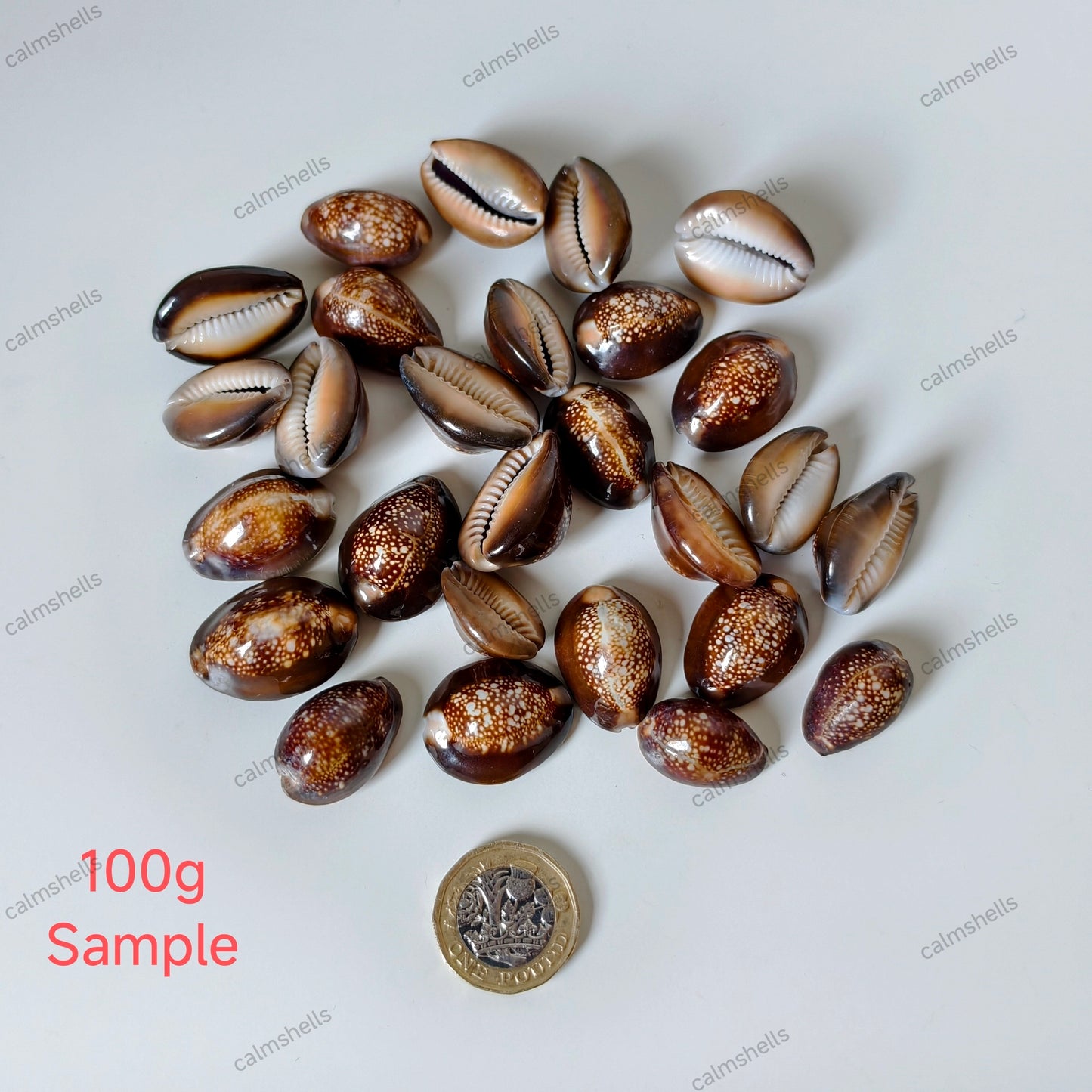 Natural Snakehead Cowrie Seashells Monetaria caputserpentis for Home Decor