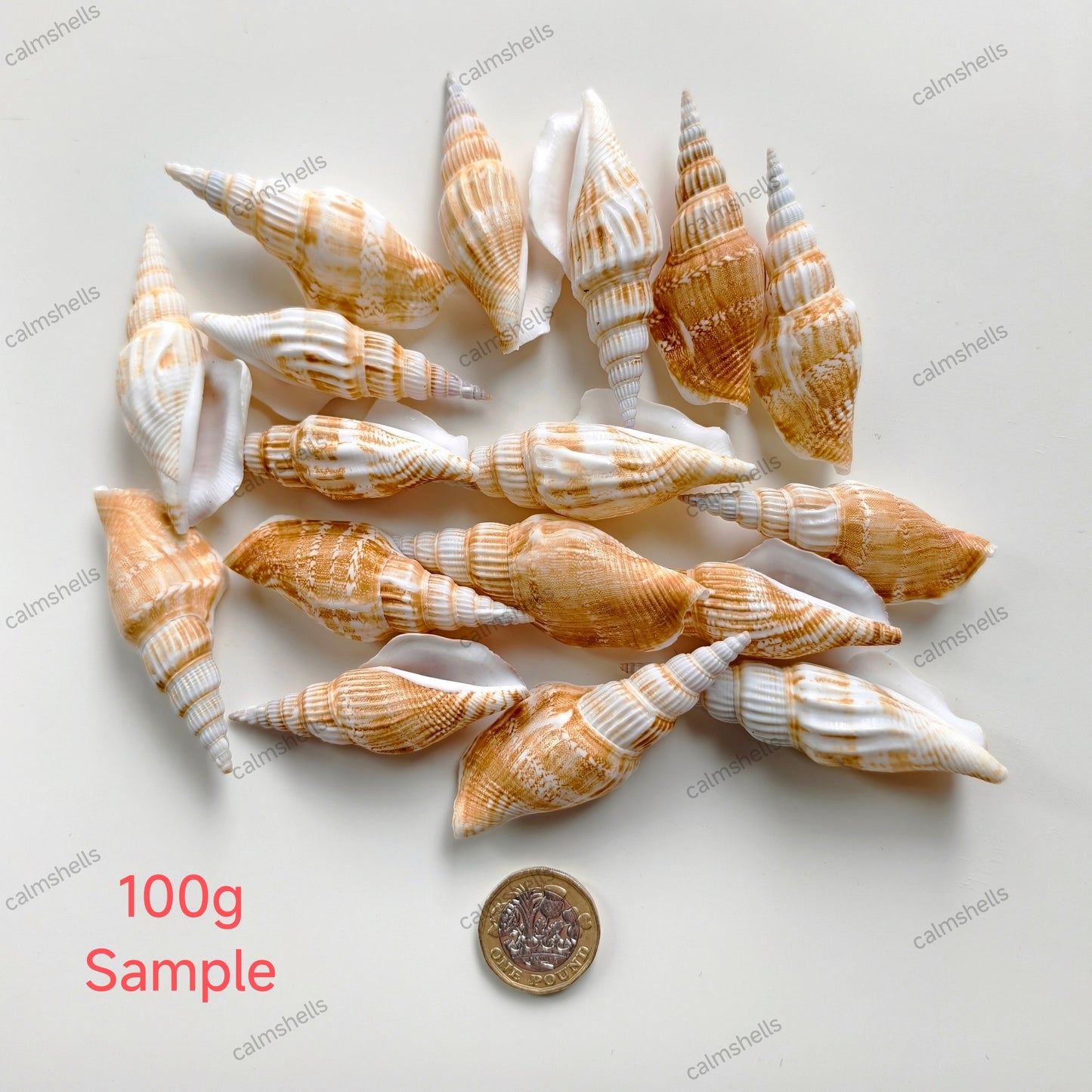 Riband Marked Stromb Shells 5-8 cm Natural Conch Seashells for Decor or Crafts