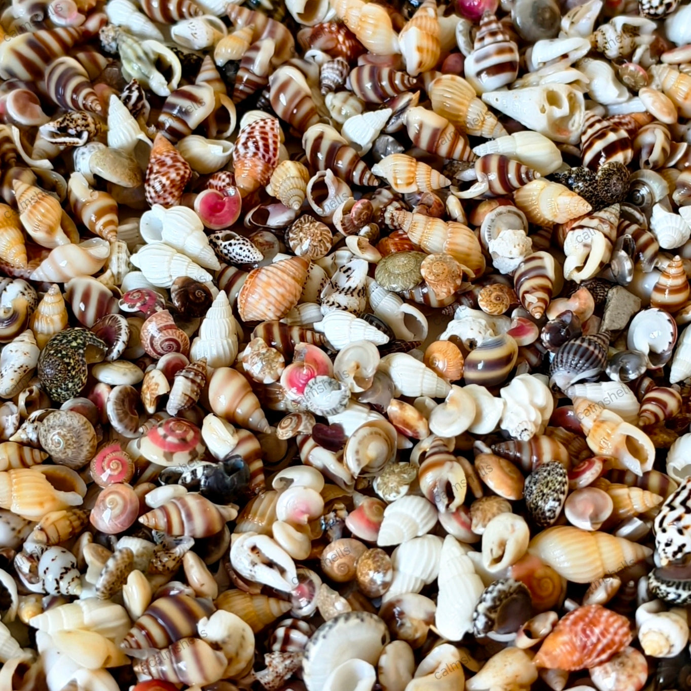 Mixed Mini Conch Shells Natural Tiny Seashells for Crafts Aquarium Decoration