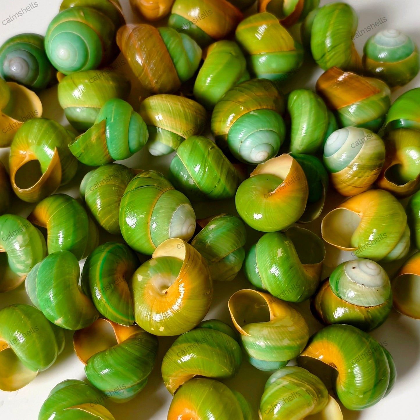 Natural Green Asperitas Land Snail Shells 2-3 cm for Home Decoration Craft DIY