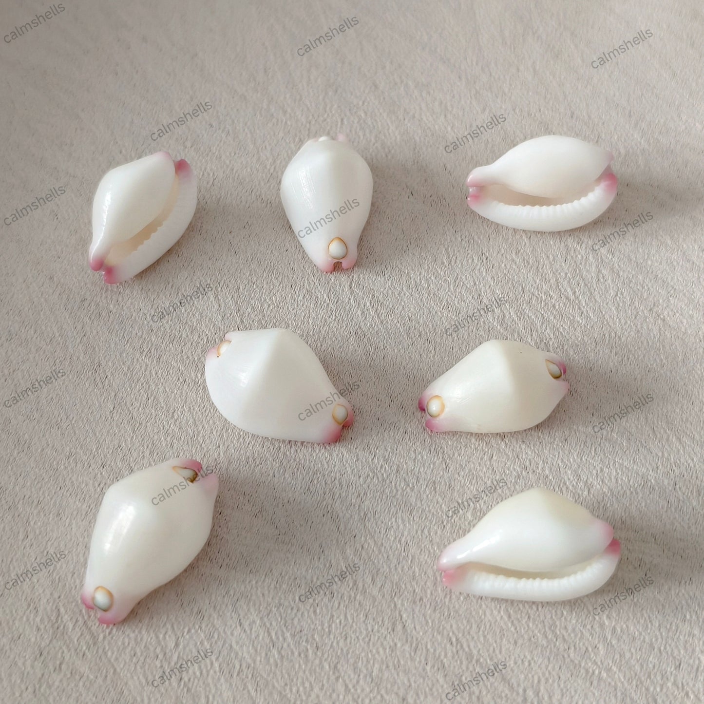 Little Egg Cowrie Shells Natural Seashells for Jewelry Crafts DIY Beach Decor
