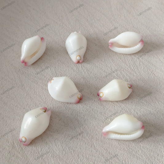 Little Egg Cowrie Shells Natural Seashells for Jewelry Crafts DIY Beach Decor
