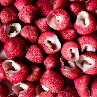 Strawberry Top Shells 1-2 cm Sea Shells Clanculus puniceus Marine Beach Decor