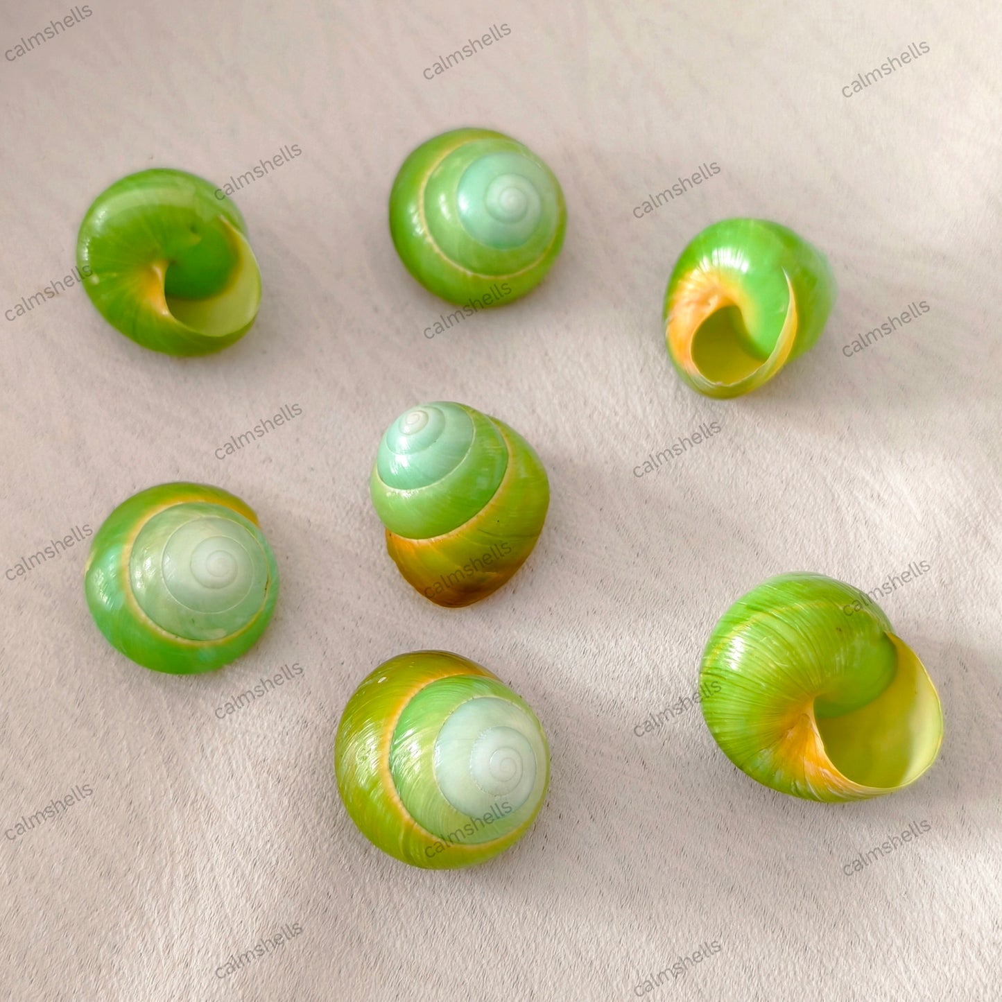 Natural Green Asperitas Land Snail Shells 2-3 cm for Home Decoration Craft DIY