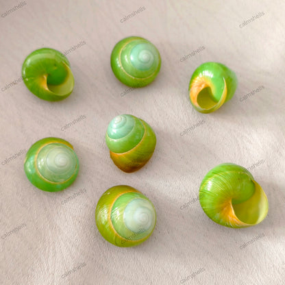 Natural Green Asperitas Land Snail Shells 2-3 cm for Home Decoration Craft DIY