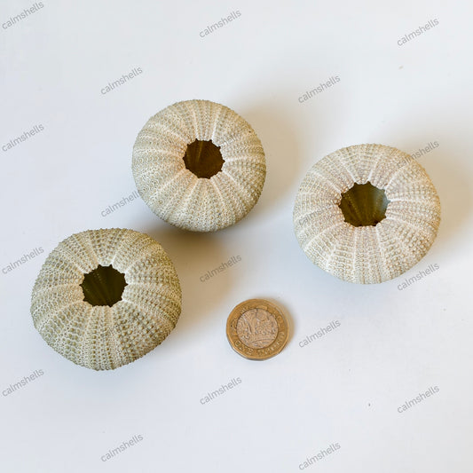 Natural Green Sea Urchin Shells 4-6 cm Beach Coastal Home Decor Crafts Wedding