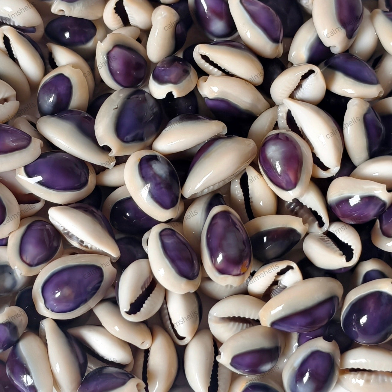 Purple Cowrie Shells with White Rim Natural Sea Shells for Crafts Jewelry Decor