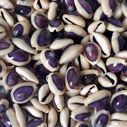 Purple Cowrie Shells with White Rim Natural Sea Shells for Crafts Jewelry Decor