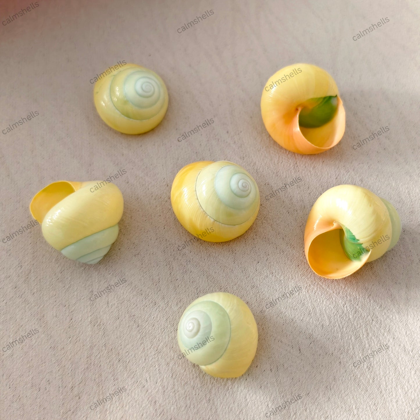 Yellow Asperitas 2-3 cm Natural  Land Snail Shells for Home Decor Craft DIY