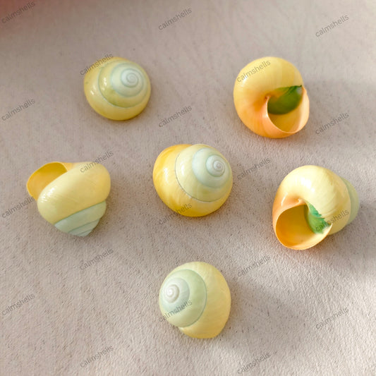 Yellow Asperitas 2-3 cm Natural  Land Snail Shells for Home Decor Craft DIY