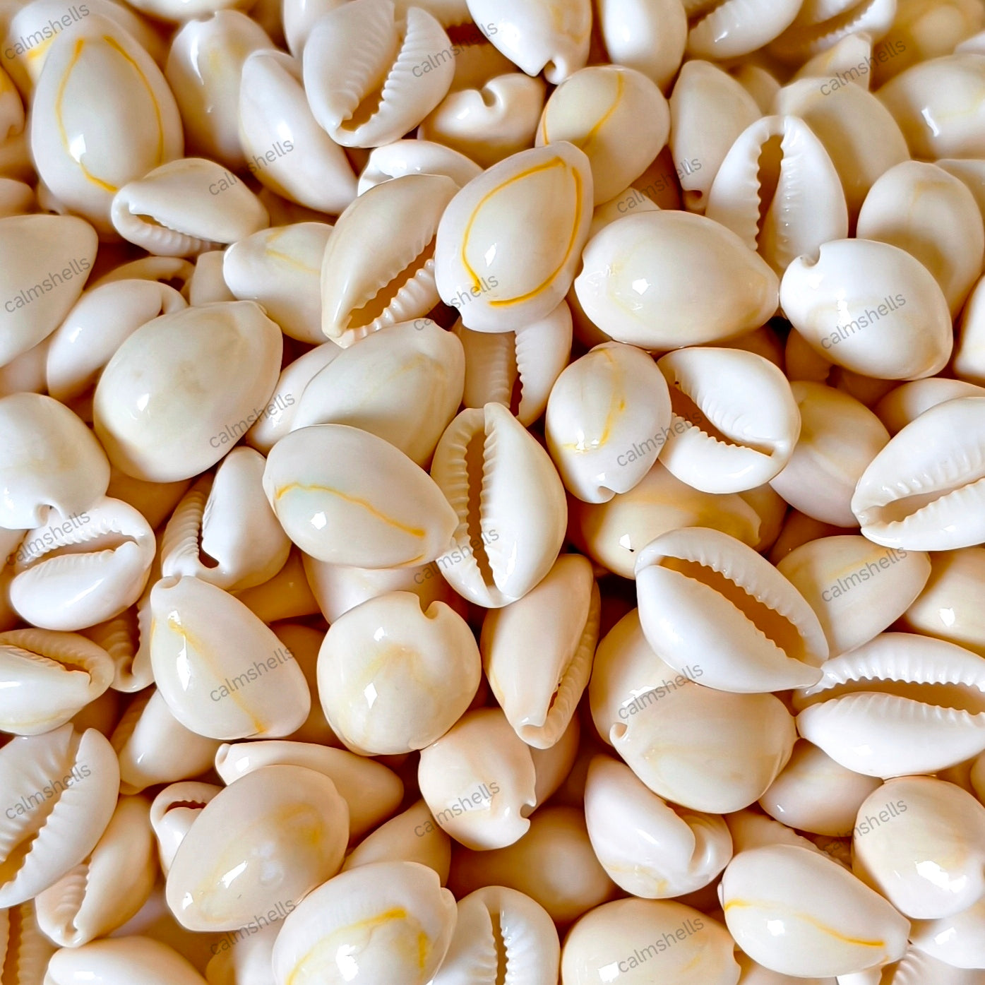 Natural Sea Shells Gold Ring Cowrie Shells for Home Decor Craft Jewelry Making