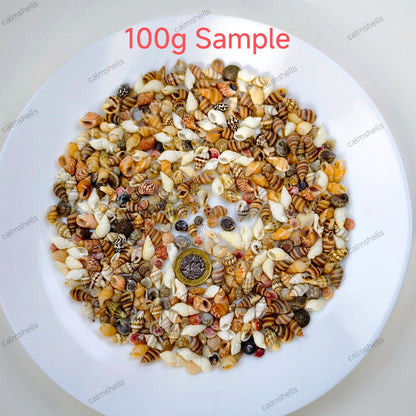 Mixed Mini Conch Shells Natural Tiny Seashells for Crafts Aquarium Decoration