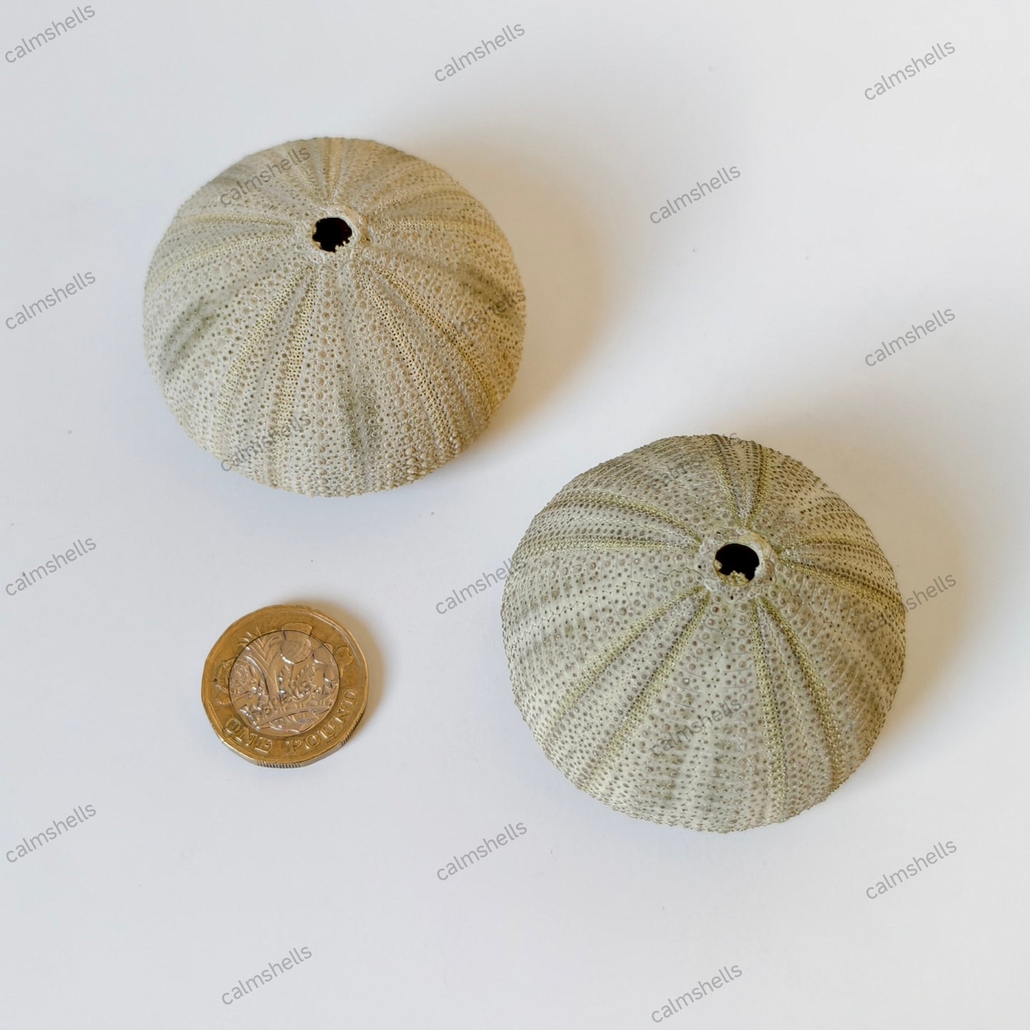 Natural Green Sea Urchin Shells 4-6 cm Beach Coastal Home Decor Crafts Wedding