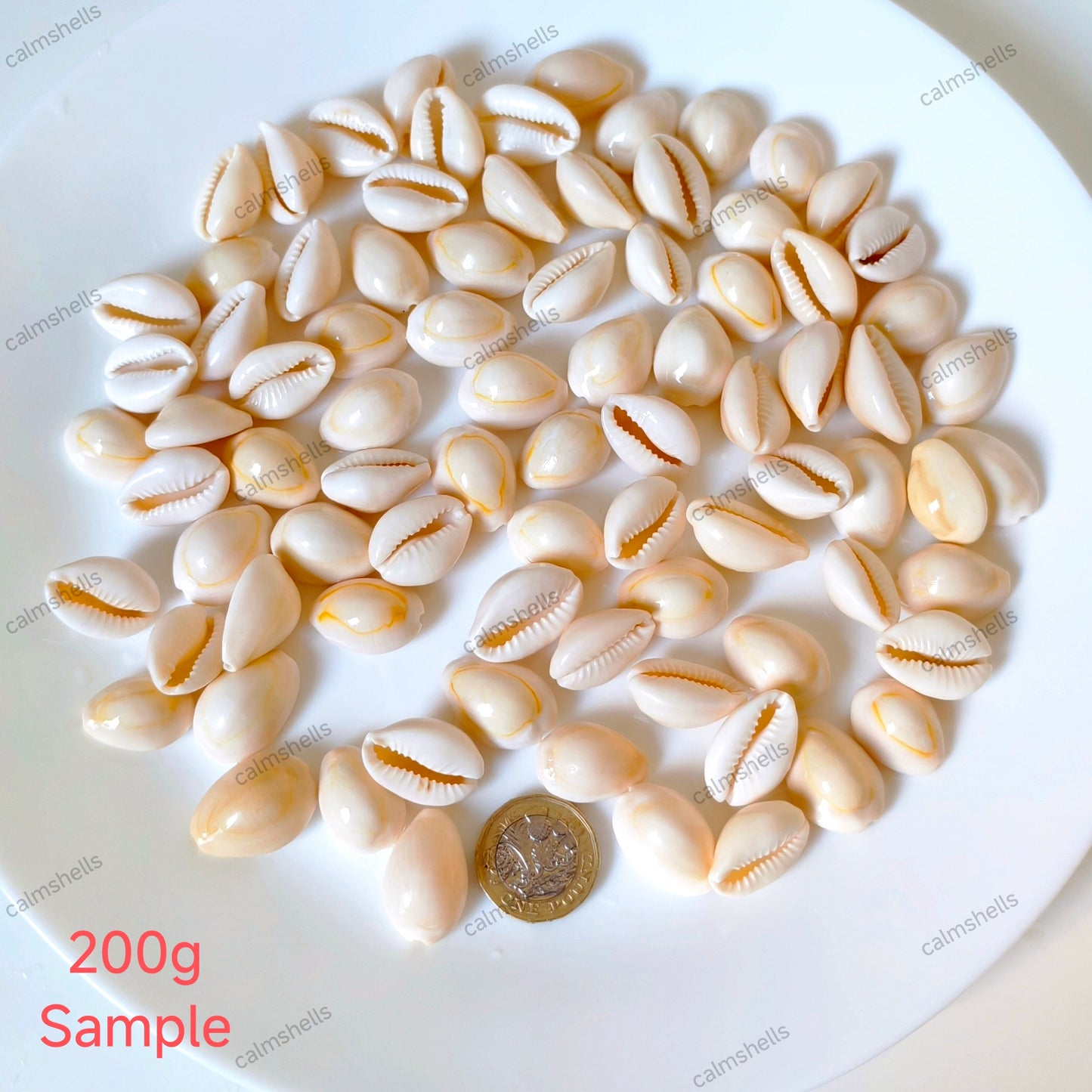 Natural Sea Shells Gold Ring Cowrie Shells for Home Decor Craft Jewelry Making