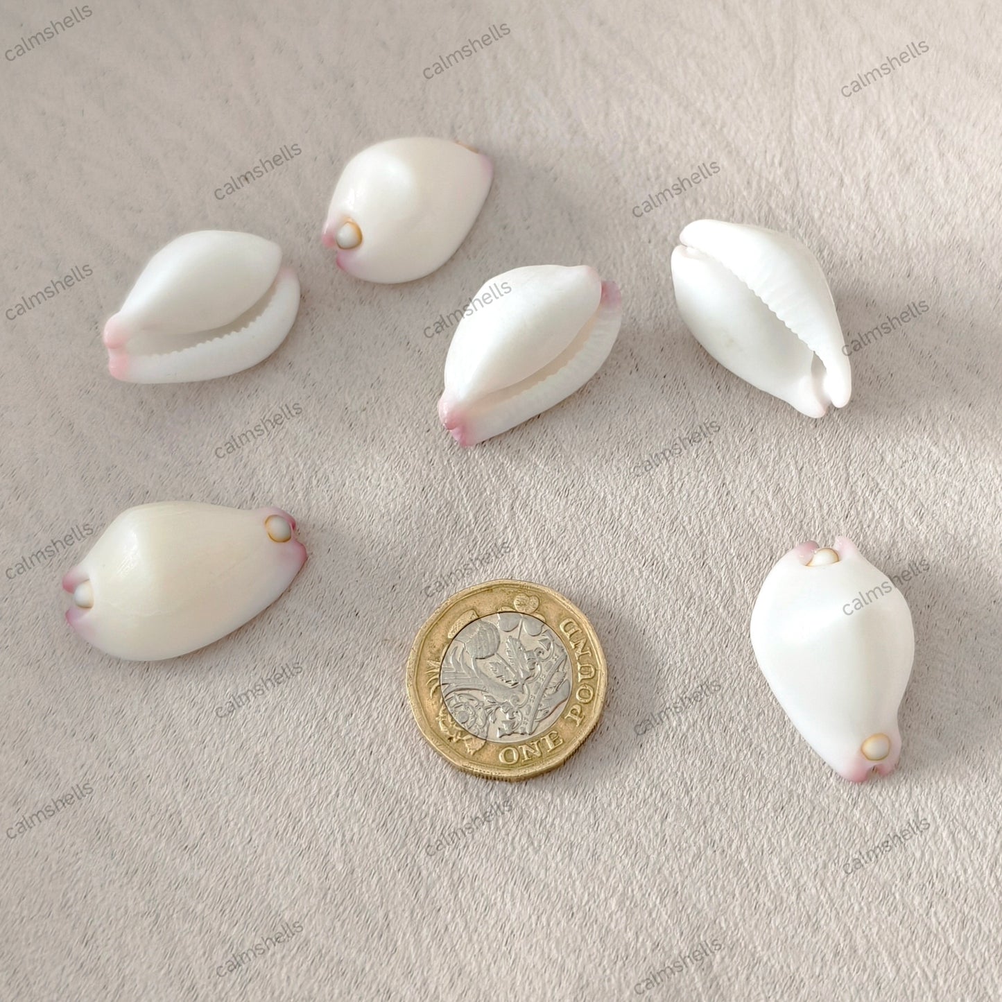 Little Egg Cowrie Shells Natural Seashells for Jewelry Crafts DIY Beach Decor