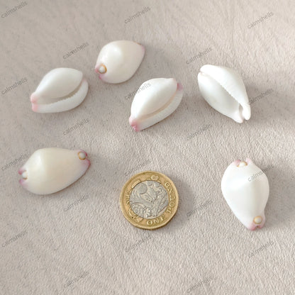 Little Egg Cowrie Shells Natural Seashells for Jewelry Crafts DIY Beach Decor