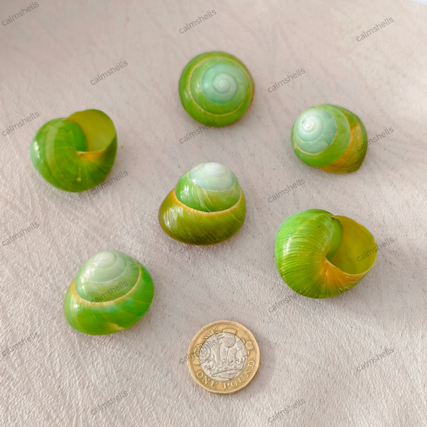 Natural Green Asperitas Land Snail Shells 2-3 cm for Home Decoration Craft DIY