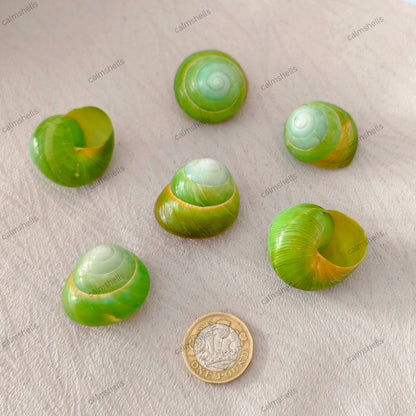 Natural Green Asperitas Land Snail Shells 2-3 cm for Home Decoration Craft DIY