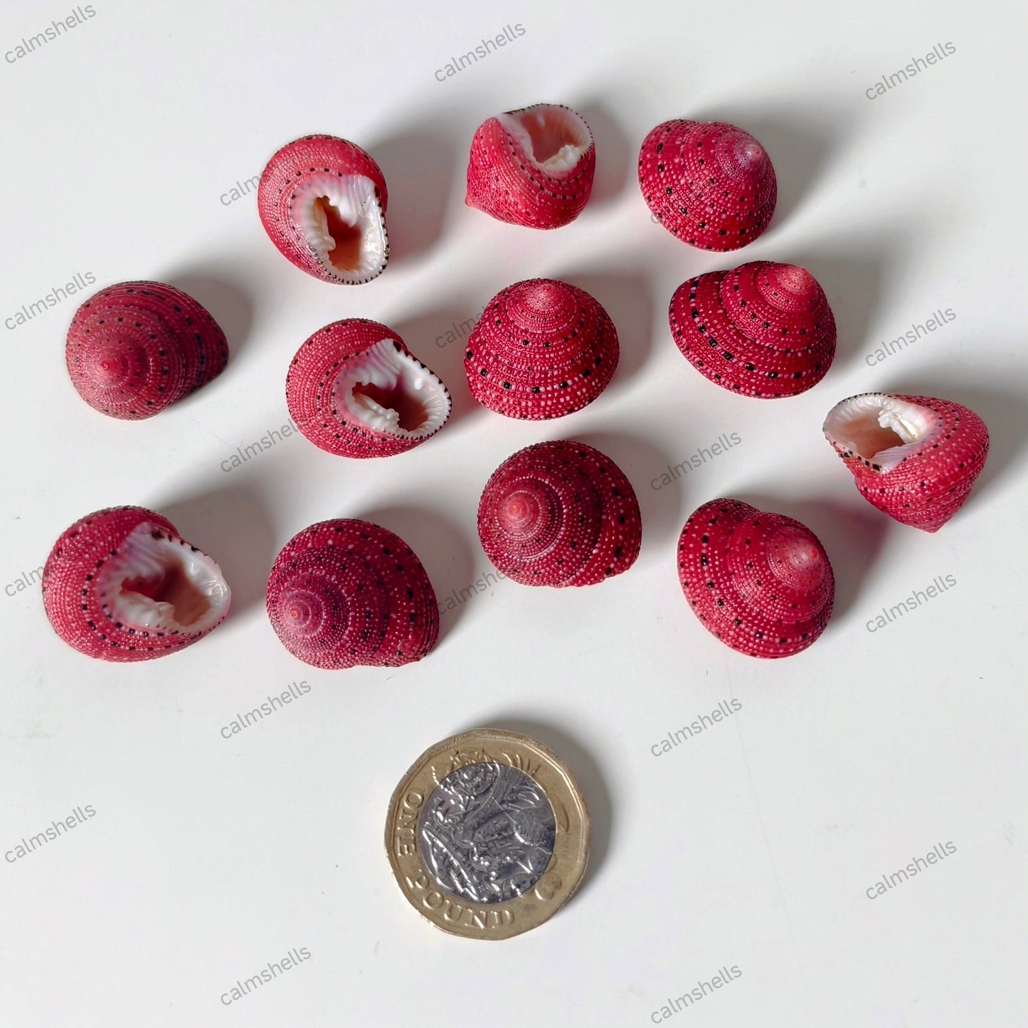 Strawberry Top Shells 1-2 cm Sea Shells Clanculus puniceus Marine Beach Decor