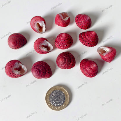 Strawberry Top Shells 1-2 cm Sea Shells Clanculus puniceus Marine Beach Decor