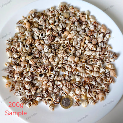 Tiny Striped Mini Seashells Natural Sea Shells for Aquarium Fish Tank Decor