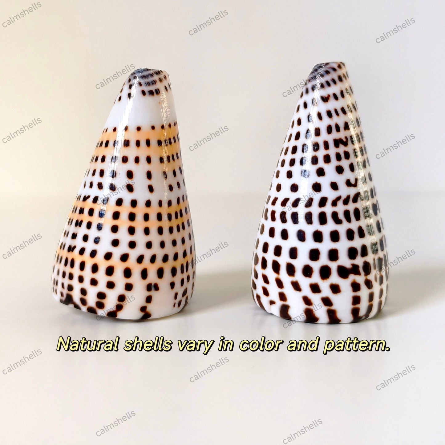 Seashells Natural Lettered Cone Conch Shells 6-8 cm Real Craft DIY Beach Decor