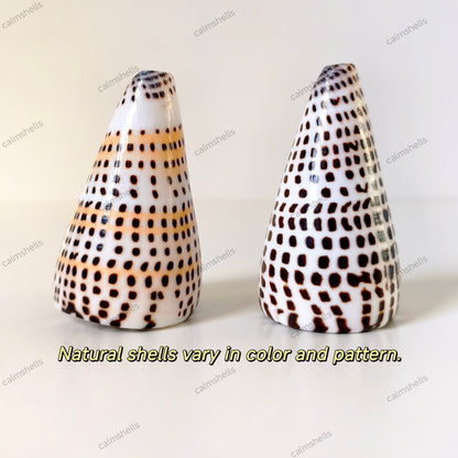 Seashells Natural Lettered Cone Conch Shells 6-8 cm Real Craft DIY Beach Decor