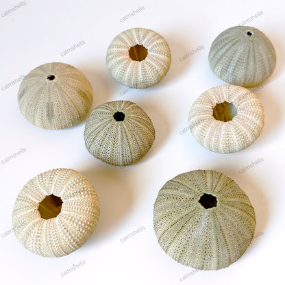 Natural Green Sea Urchin Shells 4-6 cm Beach Coastal Home Decor Crafts Wedding