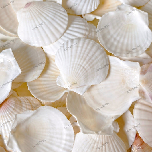 10 pcs White Scallop Shells