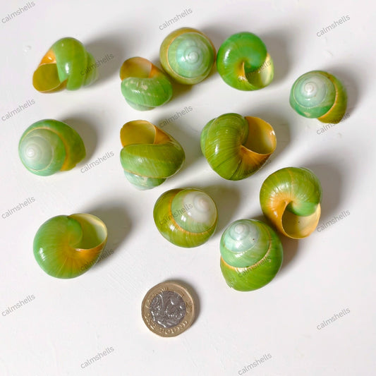 5 pcs Green Asperitas Land Snail Shells