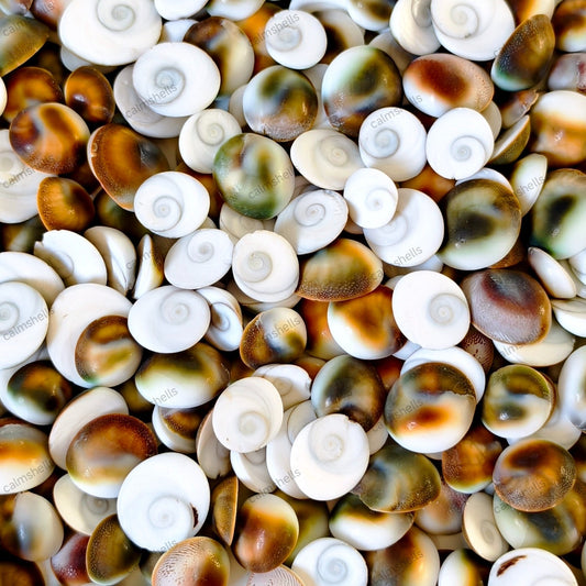 200g Natural Turban Snail Shell Operculum